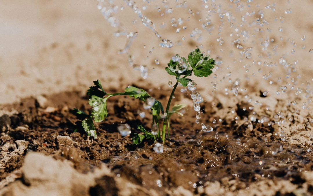 Identifying those green shoots